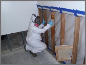 home mold removal
